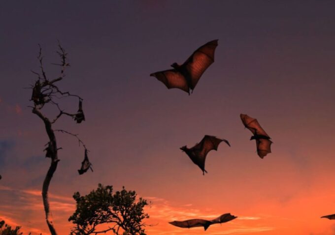 Komodo: 4-Day Private Tour With Overnight Boat and Hotel - Komodo Dragon Encounters