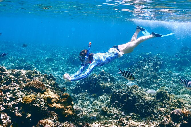 Komodo Day Tour to Explore 5 Islands and 3 Snorkeling Experience - Pickup and Transportation