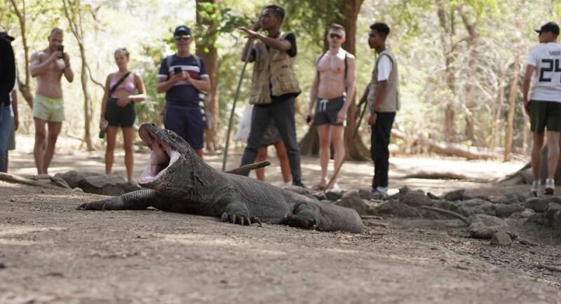 Komodo Day Trip From Labuan Bajo - Key Points