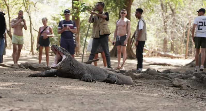 Komodo Day Trip From Labuan Bajo - Itinerary and Highlights