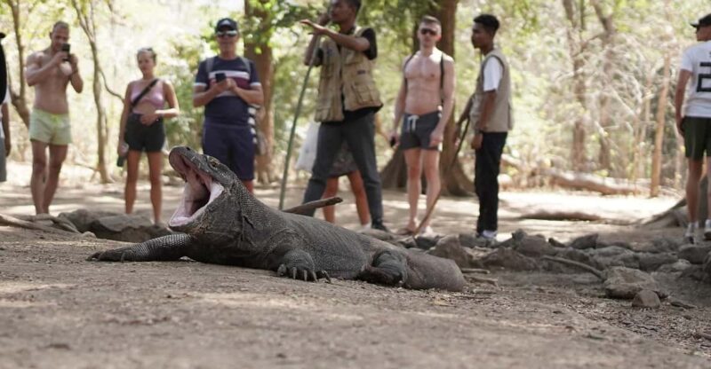 Komodo Day Trip From Labuan Bajo - Transportation and Amenities