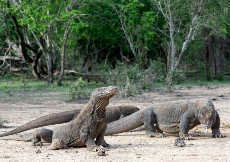Komodo Island: 3D2N Private Speedboat, Land Tour & Hotel - First Day: Arrival and Exploration