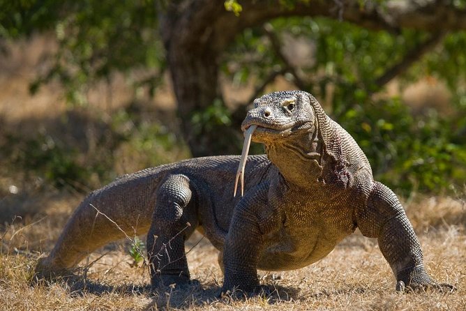 Komodo Island Adventure From Bali (Day Trip) - Key Points