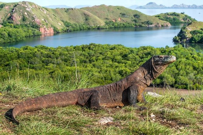 Komodo Island Adventure From Bali (Day Trip) - Activities and Experiences