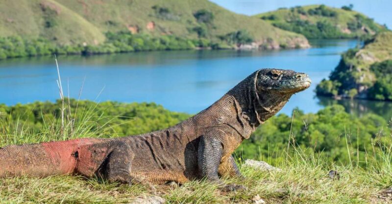 Komodo Island: Komodo Dragons & Islands Day Tour - Participant Suitability
