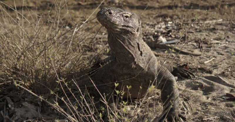Komodo Island: Private 3-Day Tour With Boat and Hotel Stay - Itinerary Highlights