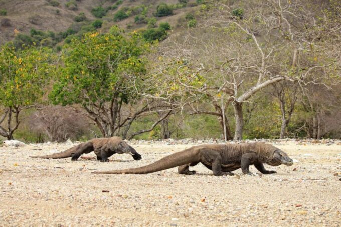 Komodo Island: Private Day Tour by Speedboat - Frequently Asked Questions