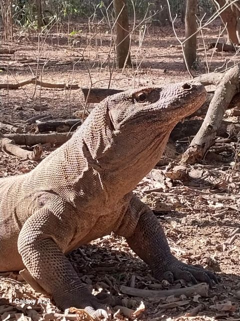 Komodo Island Tour 2Days 1Night - Booking and Cancellation