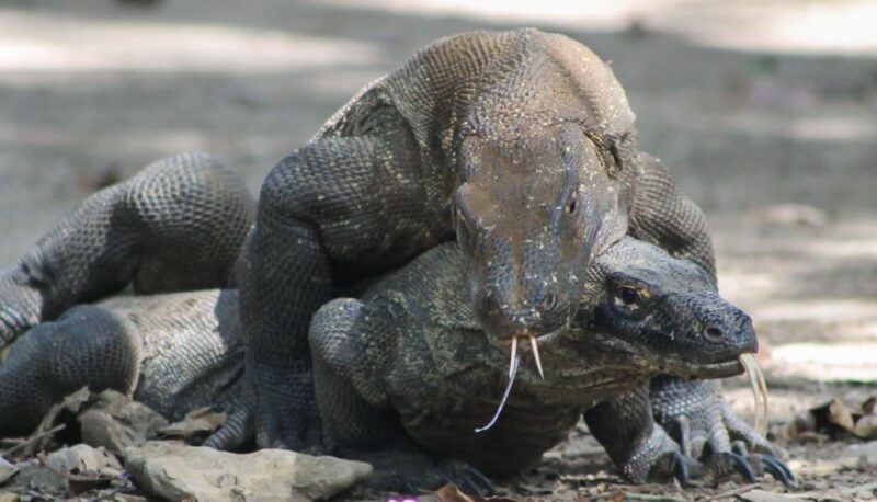 Komodo Island Tour: 3Days 2Nights - Key Points
