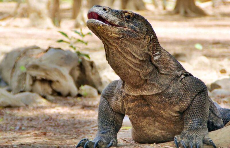 Komodo Island Tour: 3Days 2Nights - Snorkeling and Relaxation