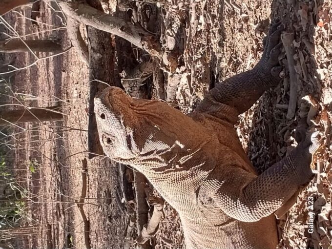 Komodo Island Tour: 3Days 2Nights - Park Entry and Insurance