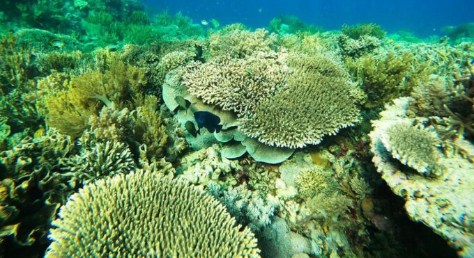 Komodo Island Tour With Private Boat - Important Information