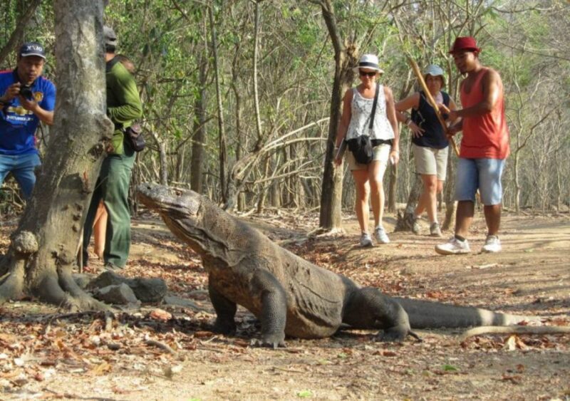 Komodo Islands: 2D1N Speedboat Tour, Land Tour & Hotel Stay - Private Land Tour Activities