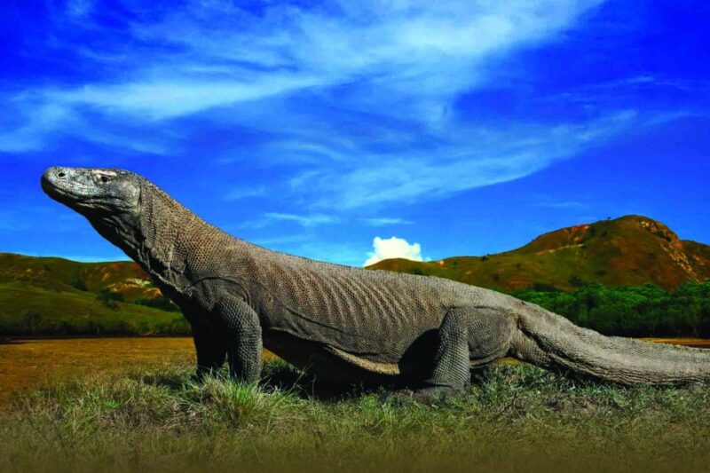 Komodo Islands: Private 2-Day Tour on a Wooden Boat - Key Points