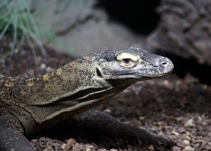 Komodo Islands: Private 2-Day Tour on a Wooden Boat - Transportation Quality