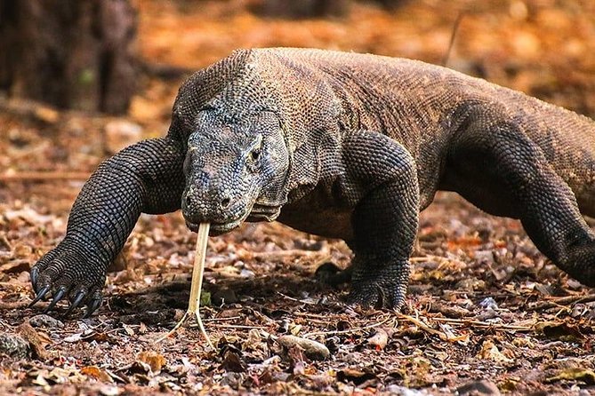 Komodo National Park Overnight Tour in Elegant Boat for Four  - East Nusa Tenggara - Overnight at Padar Island