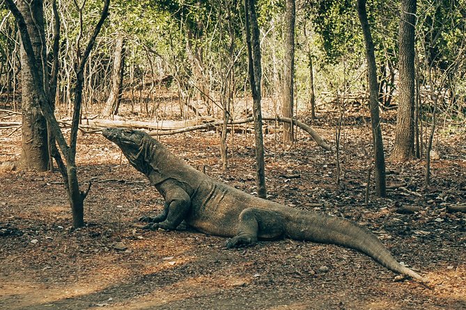 Komodo Private Tour 3DAYS 2 Night - Pricing and Cancellation