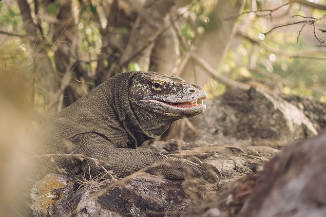 Komodo Private Tour 3DAYS 2 Night - Tour Highlights
