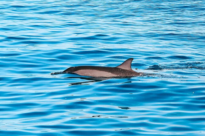 Kona: 3 Hour Dolphin Watch, Reef Snorkel, & BBQ Lunch - Key Points