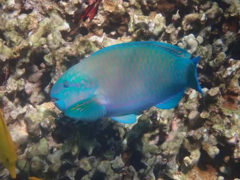 Kona: Captain Cook Snorkel Tour - Key Points