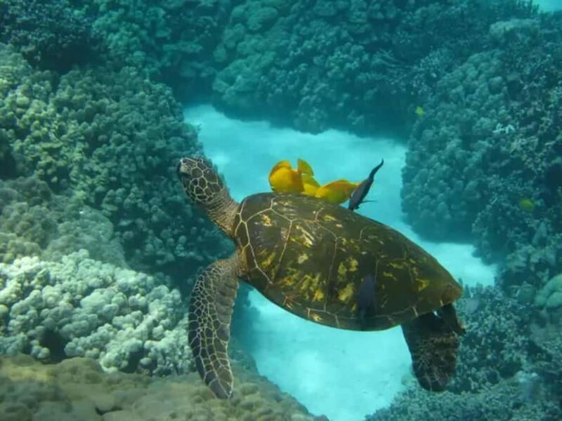 Kona: Captain Cook Snorkel Tour - What Guests Are Saying: Authentic Perspectives