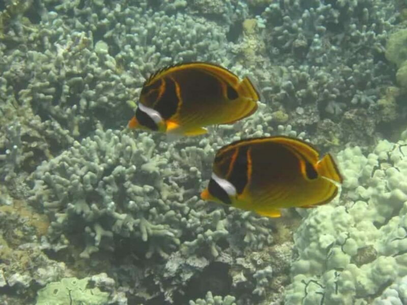 Kona: Captain Cook Snorkel Tour - Final Thoughts: Is This Tour Right for You?