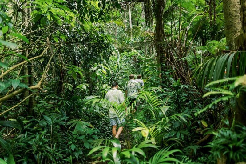 Kona Cloud Forest Sanctuary Montane Jungle Tour (2.5 hrs) - Exploring the Kona Cloud Forest Sanctuary