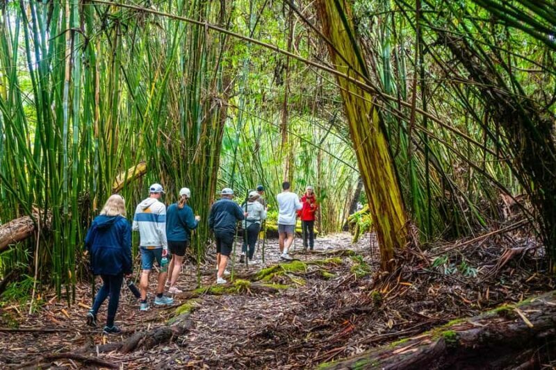 Kona Cloud Forest Sanctuary Montane Jungle Tour (2.5 hrs) - Final Thoughts