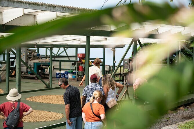 Kona Coffee Farm Tour - What to Expect from the Kona Coffee Farm Tour