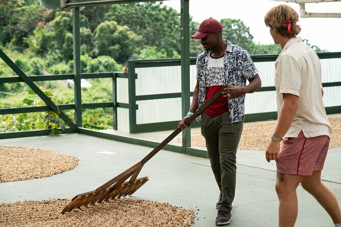 Kona Coffee Farm Tour - Authenticity and the Experience’s Appeal