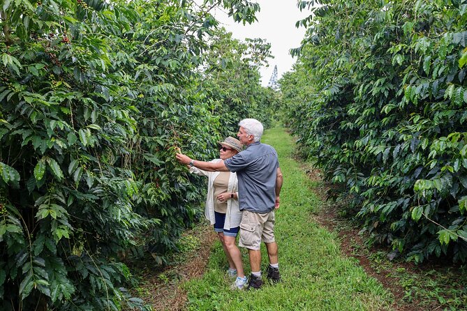 Kona Coffee From Crop to Cup: Private Coffee Farm Tour in Hawaii - Key Points