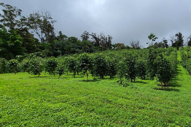 Kona Coffee From Crop to Cup: Private Coffee Farm Tour in Hawaii - Meeting Point and Pickup