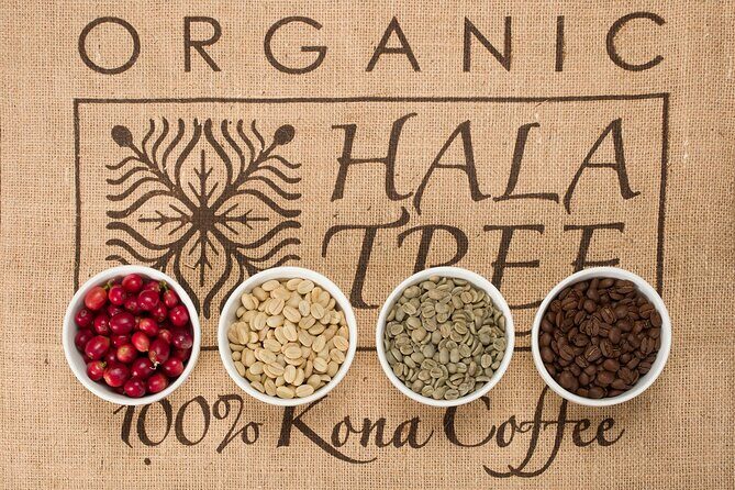 Kona Coffee Tasting: A Farm to Cup Experience - The Sum Up