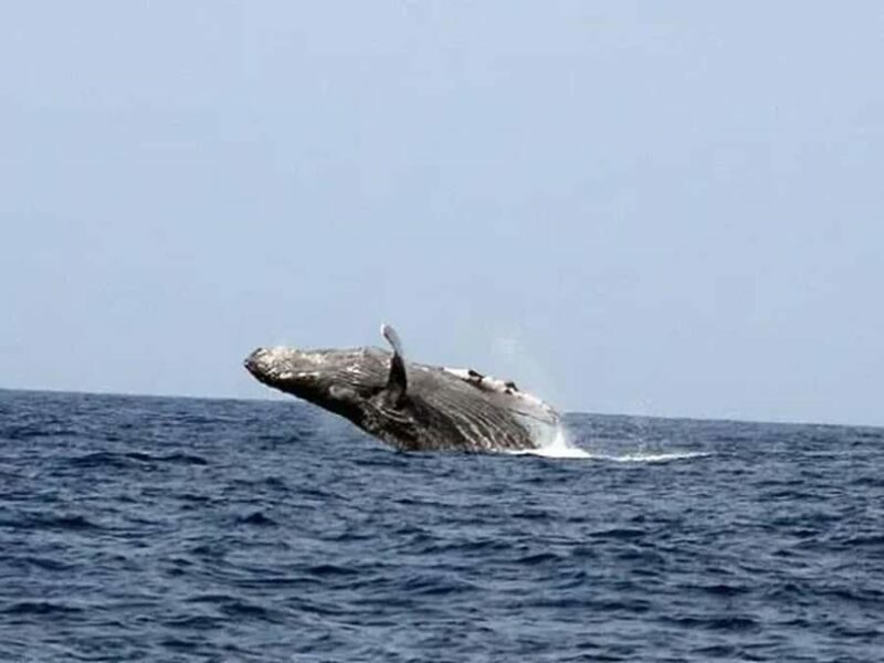 Kona: Dolphin & Whale Watching Tour - The Journey and Setting