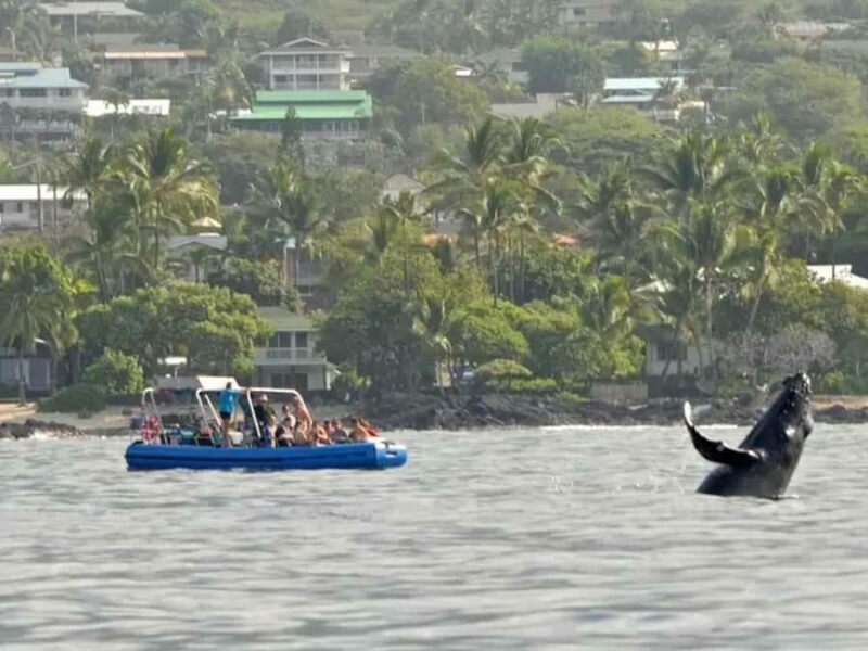 Kona: Dolphin & Whale Watching Tour - The Wildlife Encounters