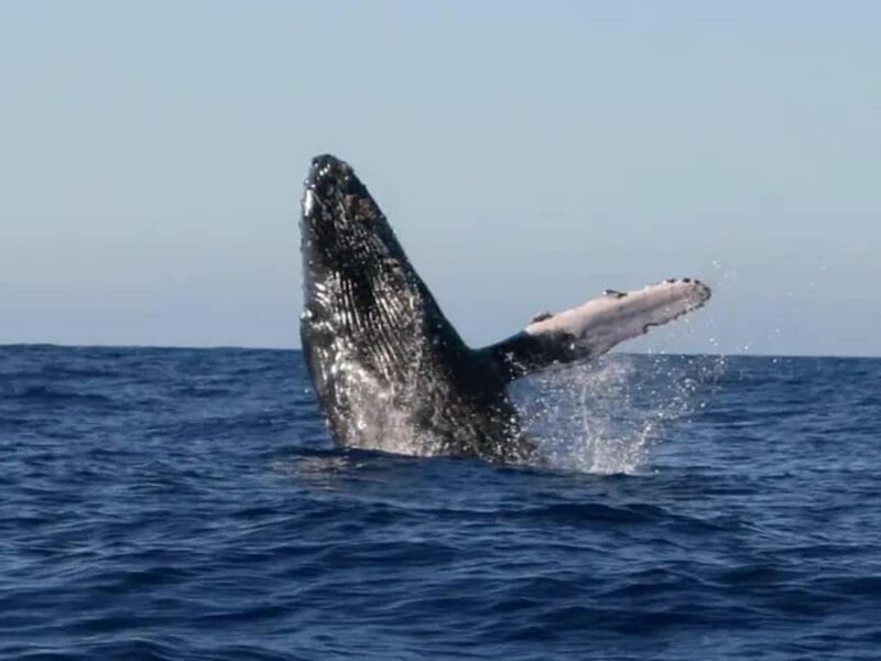 Kona: Dolphin & Whale Watching Tour - The Scenic Coastline