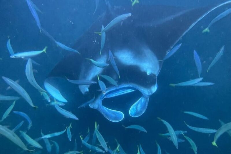 Kona Hi, Sunset Manta Ray Tour 10 Passengers Maximum - Tour Overview