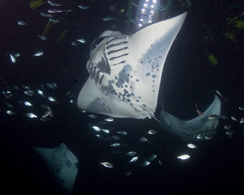 Kona Hi, Sunset Manta Ray Tour 10 Passengers Maximum - Tour Duration and Pricing