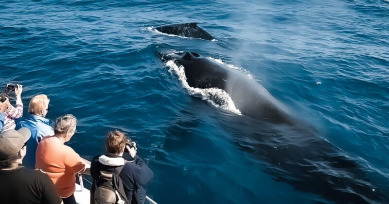 Kona: Kalaoa Midday Whale Watching Tour - Experience Highlights