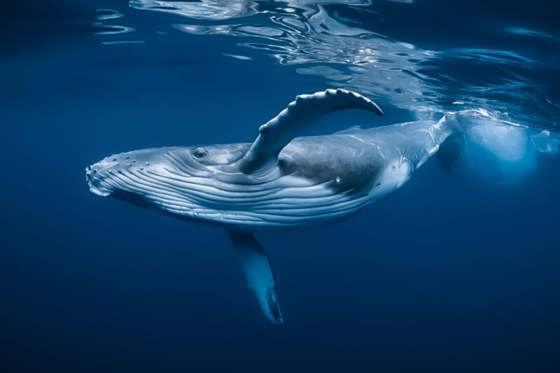 Kona: Kalaoa Midday Whale Watching Tour - Inclusions