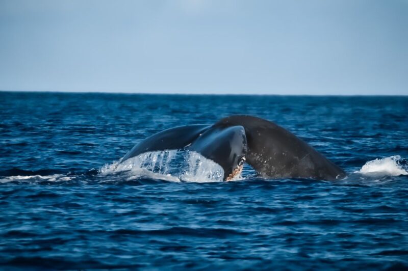 Kona: Kalaoa Midday Whale Watching Tour - Humpback Whale Migration