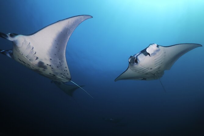 Kona Manta Ray Night Snorkel Adventure! Small Group - Meeting and Pickup