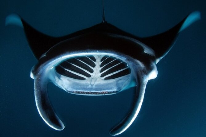 Kona Manta Ray Night Snorkel Adventure! Small Group - What to Expect