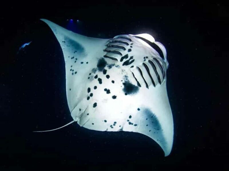 Kona: Manta Ray Night Snorkel Adventure - An In-Depth Look at the Kona Manta Ray Night Snorkel