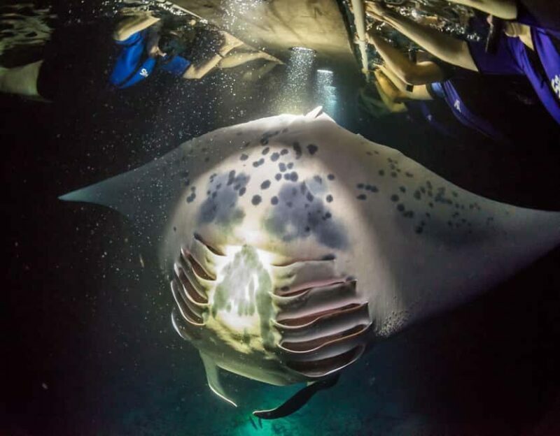 Kona Manta Ray Night Snorkel (Manta Guarantee Policy) - What Makes This Tour Stand Out?