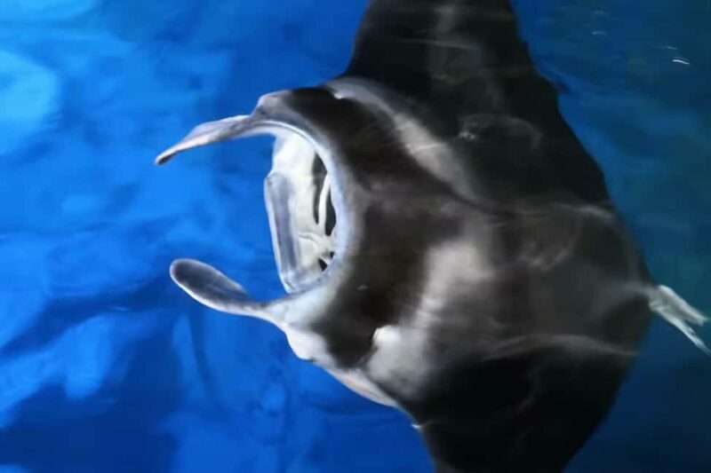 Kona Manta Ray Night Snorkel (Manta Guarantee Policy) - Practical Tips for Participants