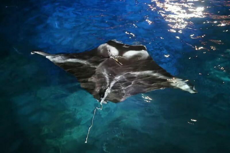Kona Manta Ray Night Snorkel (Manta Guarantee Policy) - Who Will Love This Tour?