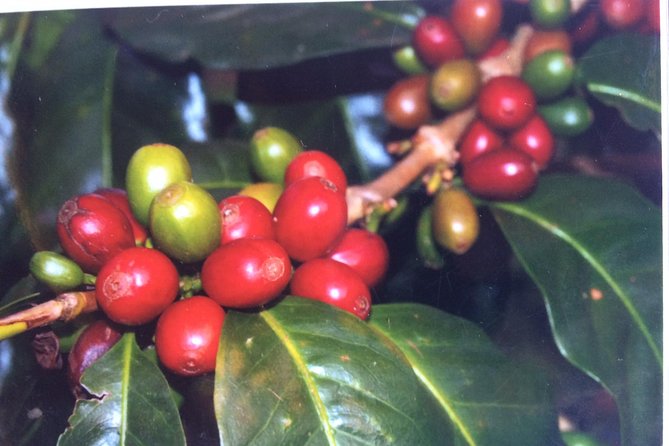 Kona Shore Excursion: Sea Turtles, Historic Kona & Coffee - Logistical Details