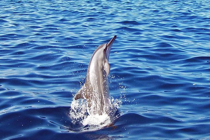 Kona Shore Excursion: Wild Dolphin Reefs Snorkel and Sea Caves - Meeting and Pickup Details