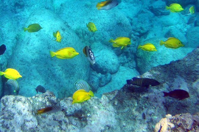 Kona Shore Excursion: Wild Dolphin Reefs Snorkel and Sea Caves - Cancellation Policy